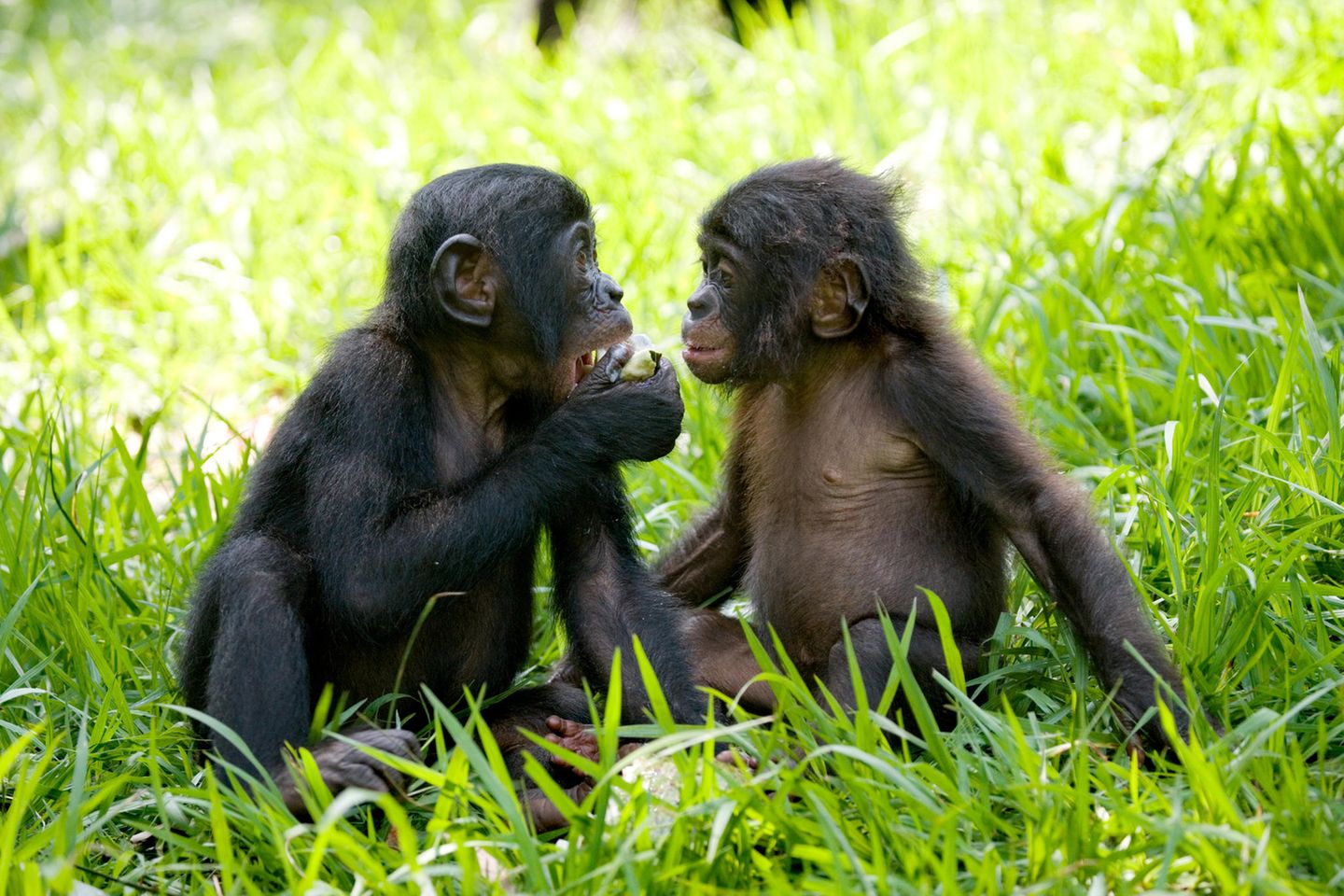 Hallo erst mal: Junge Bonobos in der Rettungsstation Lola ya Bonobo, Demokratische Republik Kongo