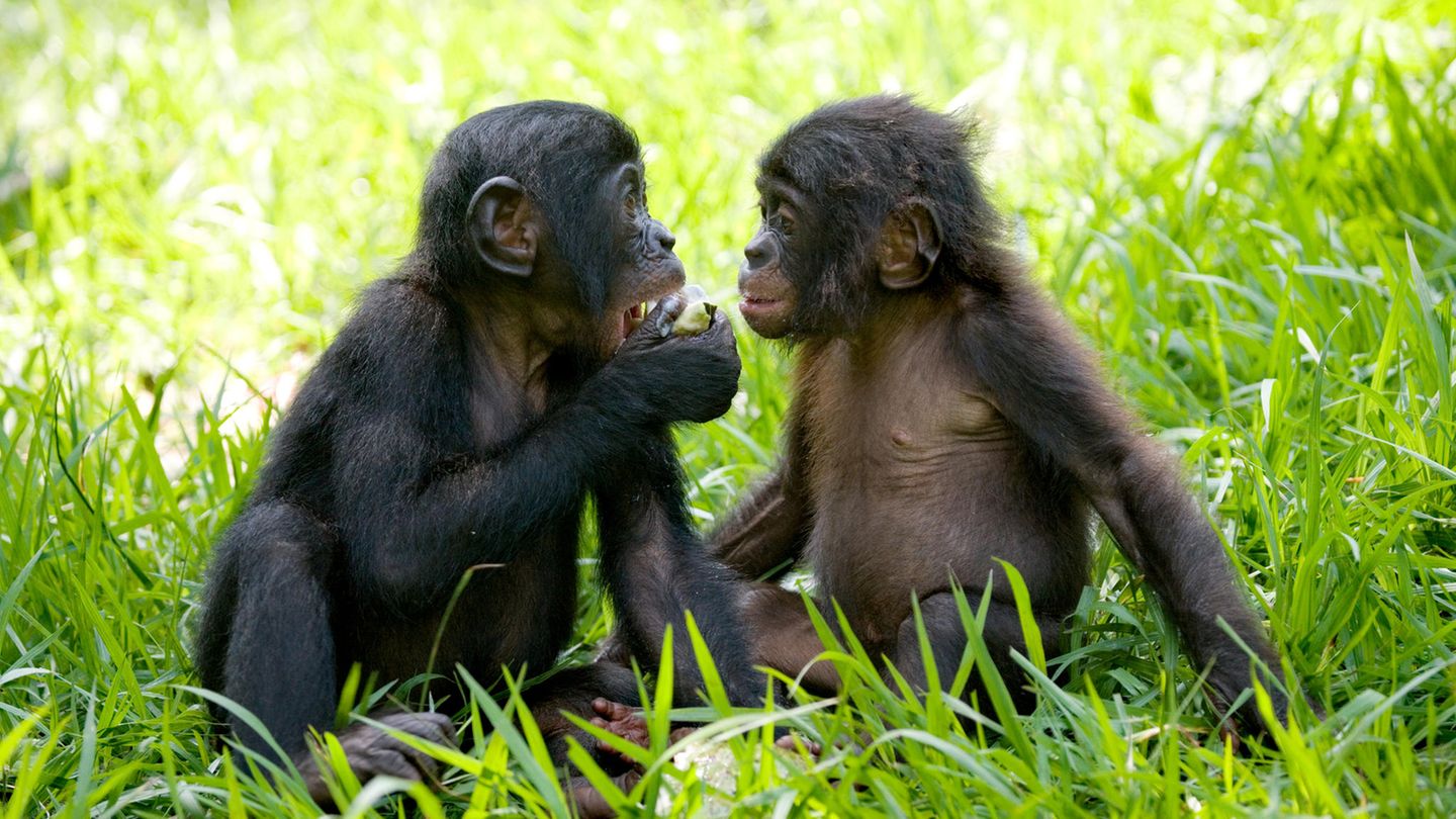 Hallo erst mal: Junge Bonobos in der Rettungsstation Lola ya Bonobo, Demokratische Republik Kongo