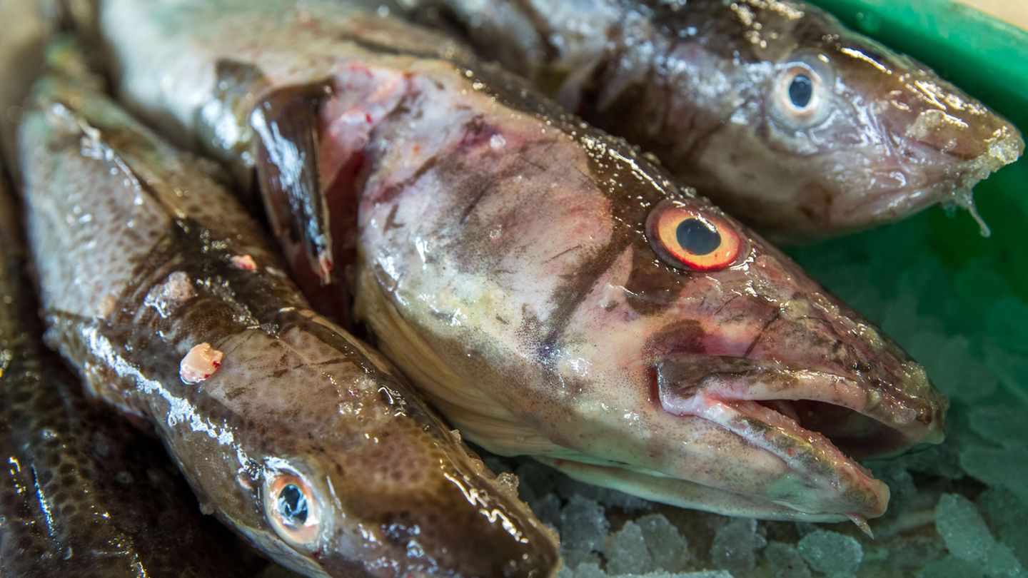 Alarmierende Studie: Der Dorschbestand ist einer Studie zufolge in der westlichen Ostsee derart zusammengebrochen, dass eine Erholung nicht absehbar ist Der Dorschbestand ist einer Studie zufolge in der westlichen Ostsee derart zusammengebrochen, dass eine Erholung nicht absehbar ist