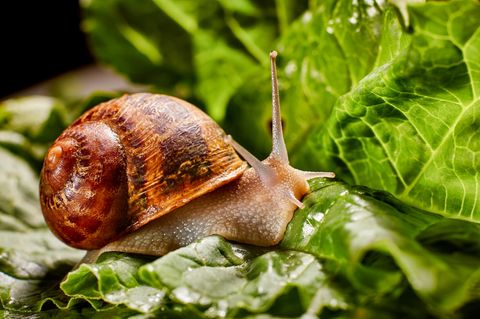 Schnecke auf Salatblättern bei Schneckenplage