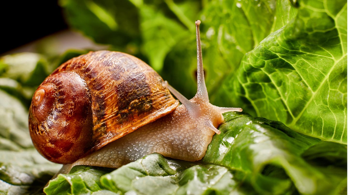 Schnecke auf Salatblättern bei Schneckenplage
