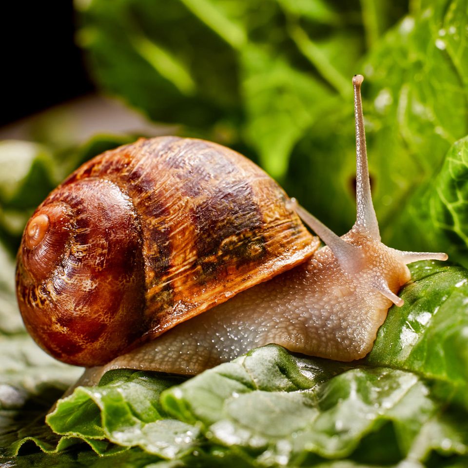 Schnecke auf Salatblättern bei Schneckenplage