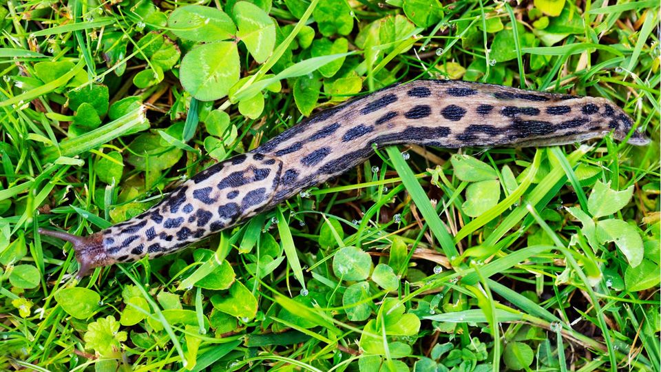 Tigerschnegel, Limax maximus, im Gras