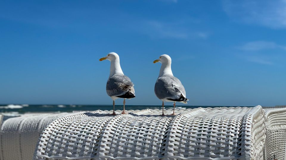 Zwei Möwen sitzen auf einem Strandkorb Zwei Möwen sitzen auf einem Strandkorb