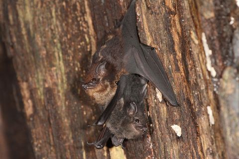 Mutter-Jungtier Paar der großen Sackflügelfledermaus Saccopteryx bilineata