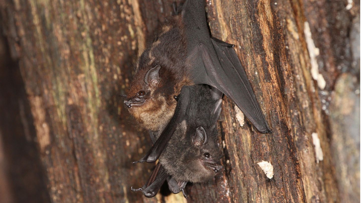 Mutter-Jungtier Paar der großen Sackflügelfledermaus Saccopteryx bilineata