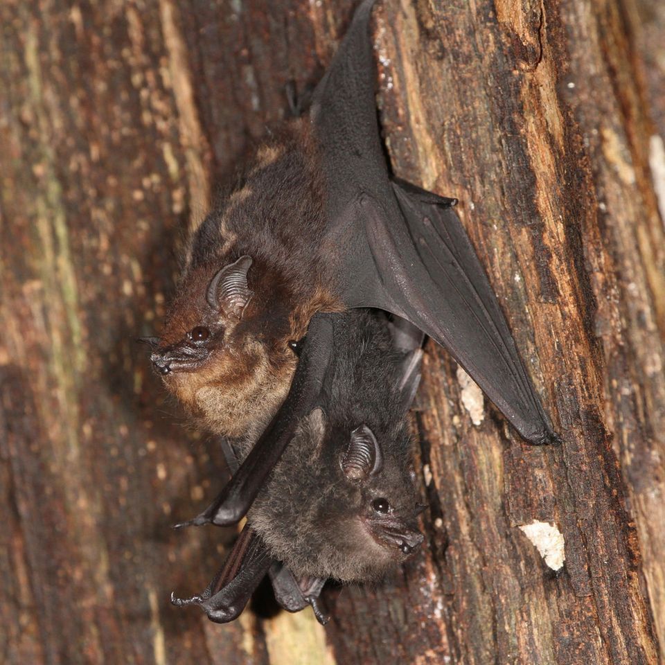 Mutter-Jungtier Paar der großen Sackflügelfledermaus Saccopteryx bilineata