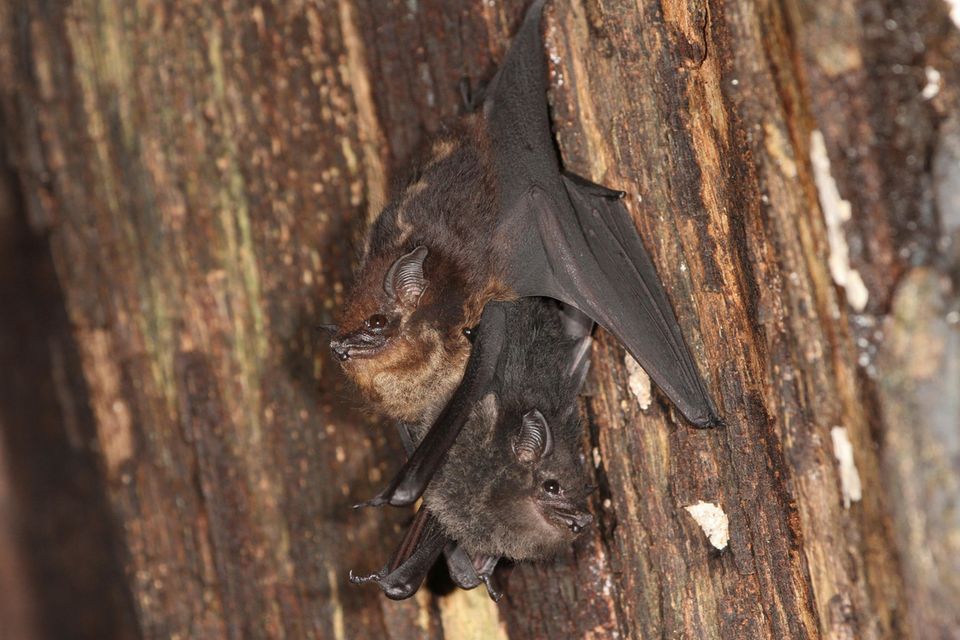 Mutter-Jungtier Paar der großen Sackflügelfledermaus Saccopteryx bilineata