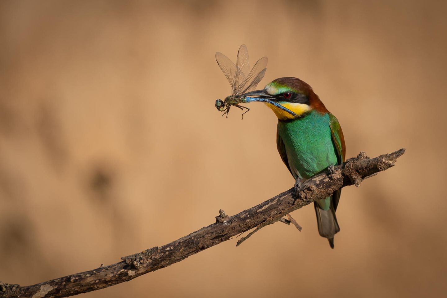 23.08.2021      "Der Bienenfresser präsentiert stolz sein Brautgeschenk und wartet auf ein interessiertes Weibchen."      Kamera: Aufgenommen mit der Sony a 7 iii und dem Sony 200-600 f5,6-6,3  Mehr Fotos von Nell Wehner