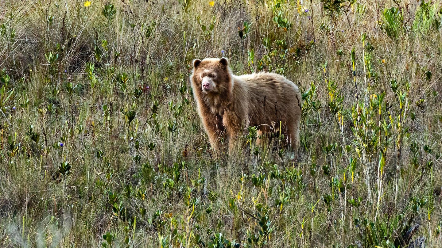 Ein seltener Brillenbär mit - besonders selten - goldenem Fell