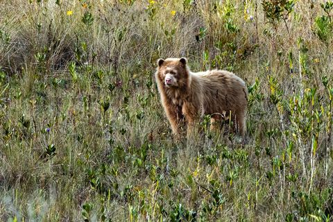 Ein seltener Brillenbär mit - besonders selten - goldenem Fell