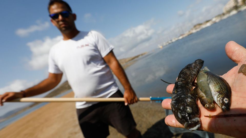 Spanien: Beamte der Guardia Civil haben an verschiedenen Stellen des Mar Menor, Proben entnommen, um sie weiter zu analysieren. Die Todesursache der Fische ist derzeit unbekannt Beamte der Guardia Civil haben an verschiedenen Stellen des Mar Menor, Proben entnommen, um sie weiter zu analysieren. Die Todesursache der Fische ist derzeit unbekannt