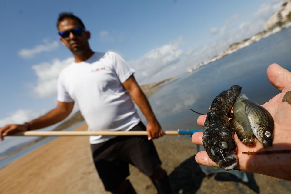 Spanien: Beamte der Guardia Civil haben an verschiedenen Stellen des Mar Menor, Proben entnommen, um sie weiter zu analysieren. Die Todesursache der Fische ist derzeit unbekannt Beamte der Guardia Civil haben an verschiedenen Stellen des Mar Menor, Proben entnommen, um sie weiter zu analysieren. Die Todesursache der Fische ist derzeit unbekannt