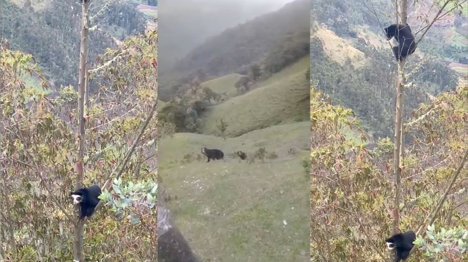 Ecuador: Bäume für Brillenbären