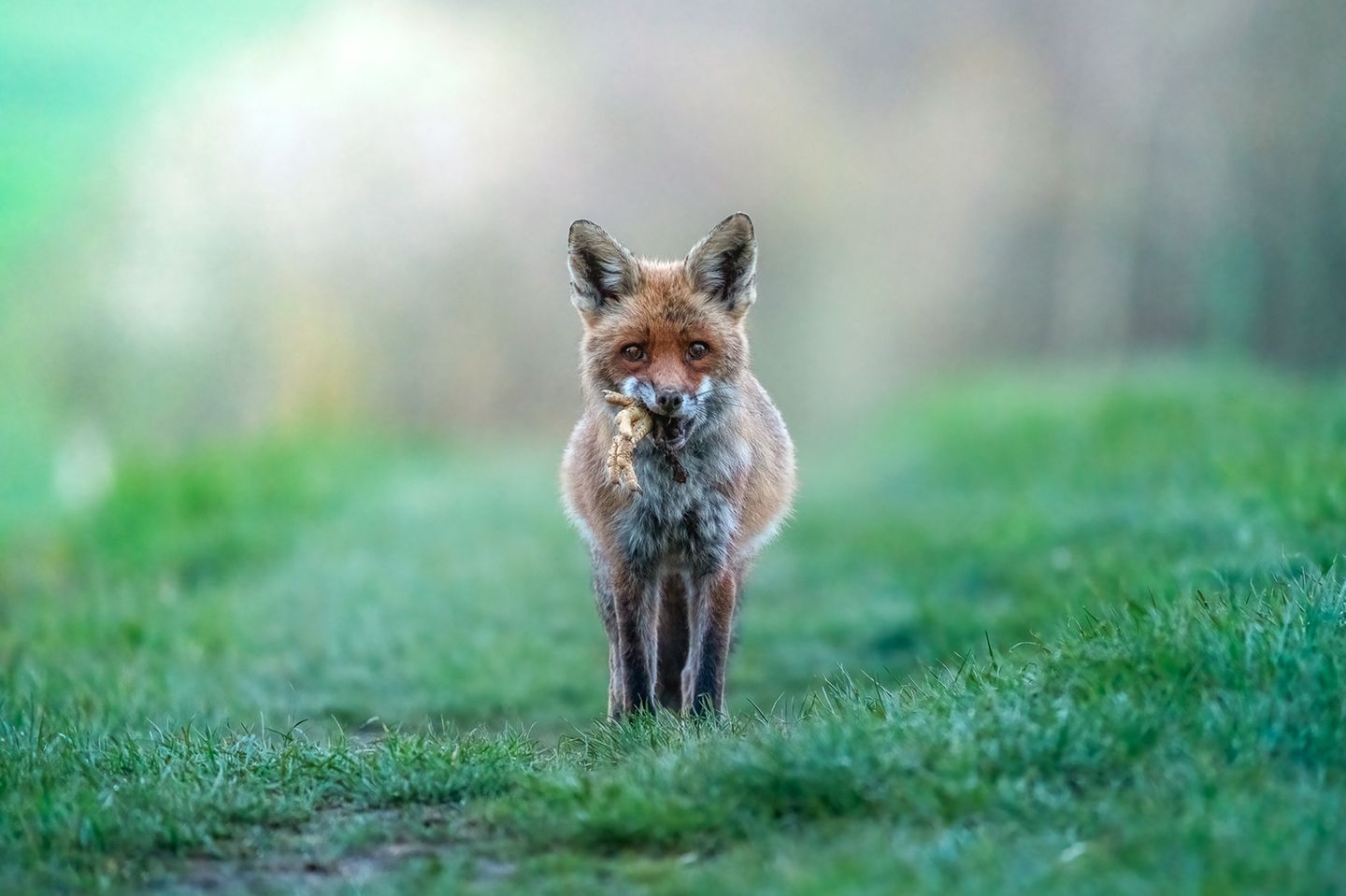 24.08.2021      "Ein Rotfuchs mit seiner Beute am frühen Morgen."      Ort: Mastershausen  Kamera: Sony A7RM3 + Sony 200-600mm G  Mehr Foto von Pixsas