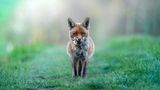 24.08.2021      "Ein Rotfuchs mit seiner Beute am frühen Morgen."      Ort: Mastershausen  Kamera: Sony A7RM3 + Sony 200-600mm G  Mehr Foto von Pixsas