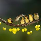 CEWE Photo Award - Dikye Ariani