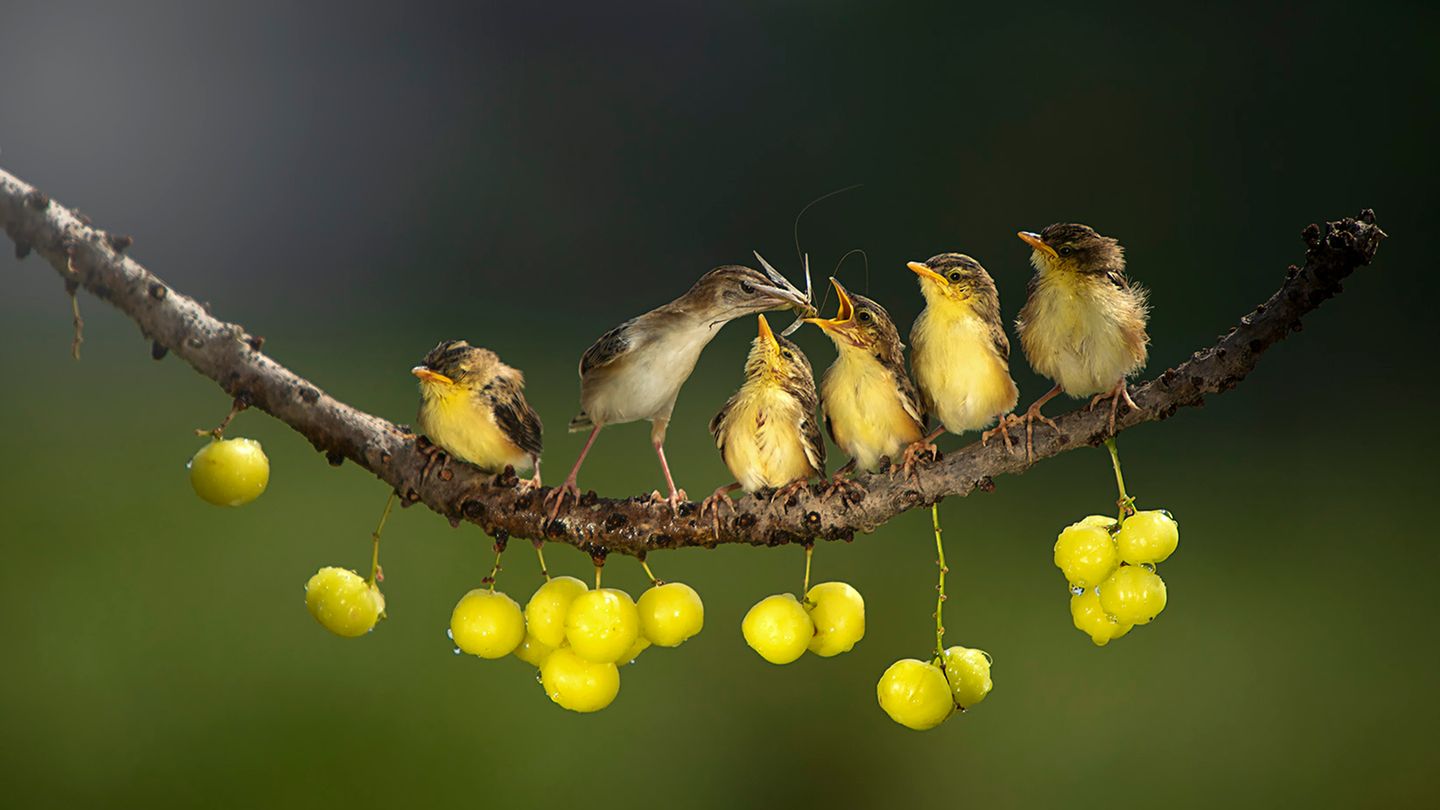 CEWE Photo Award - Dikye Ariani