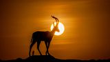 CEWE Photo Award - Morteza Akhnia