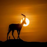 CEWE Photo Award - Morteza Akhnia