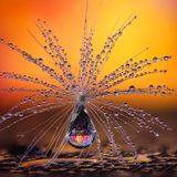 Das Schirmchen einer Pusteblume - mit feinsten Wassertropfen benetzt - verwandelt sich in ein Fanatsie-Objekt. In Szene gesetzt hat dieses faszinierende Gebilde Petra Jung aus der Schweiz. Die Fotografin wurde Siegerin in der Kategorie „Natur“ 
