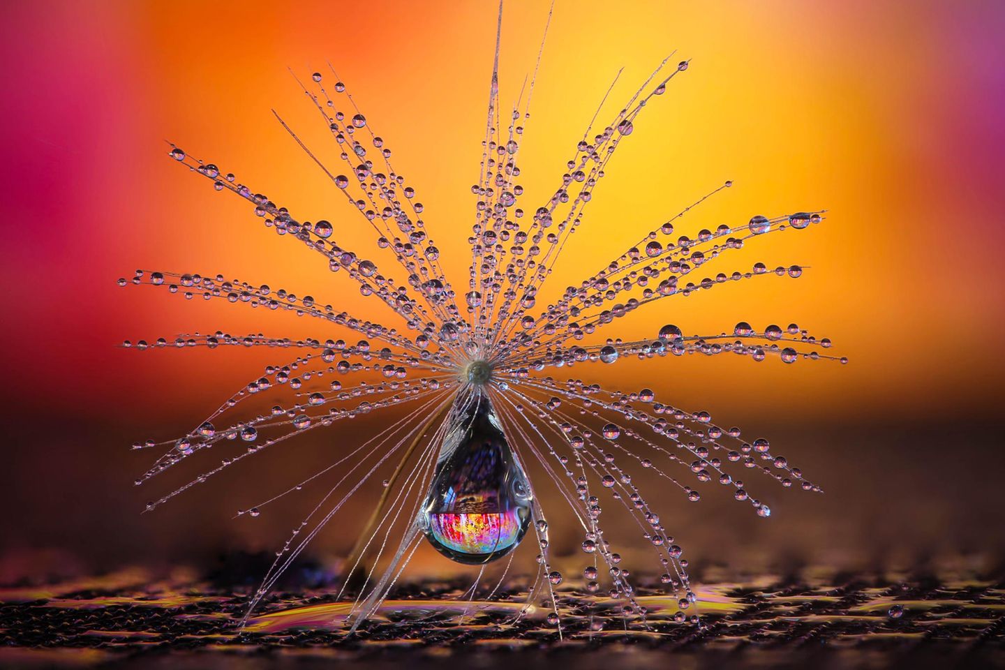 Das Schirmchen einer Pusteblume - mit feinsten Wassertropfen benetzt - verwandelt sich in ein Fanatsie-Objekt. In Szene gesetzt hat dieses faszinierende Gebilde Petra Jung aus der Schweiz. Die Fotografin wurde Siegerin in der Kategorie „Natur“ 