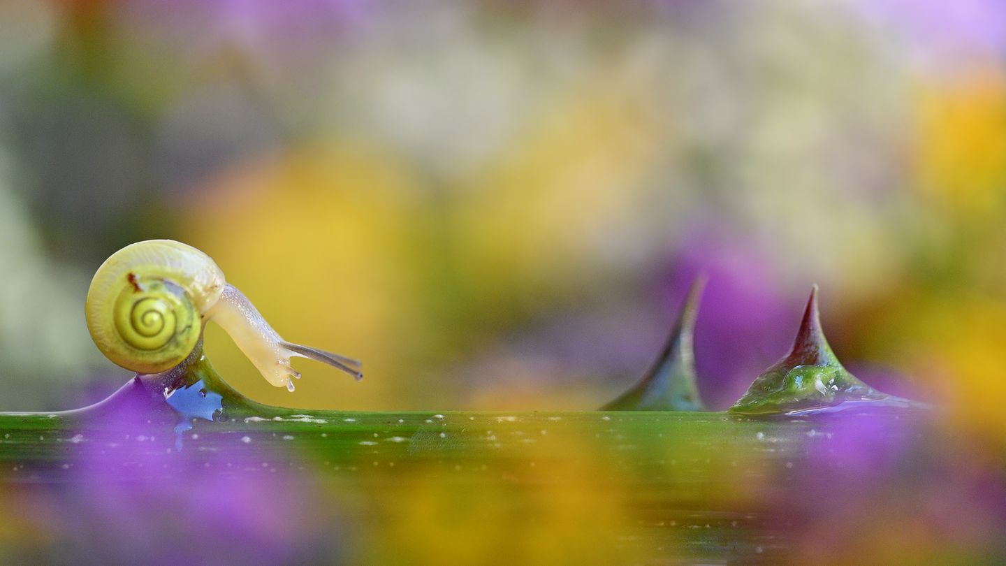 CEWE Photo Award - Giuseppe Bonali