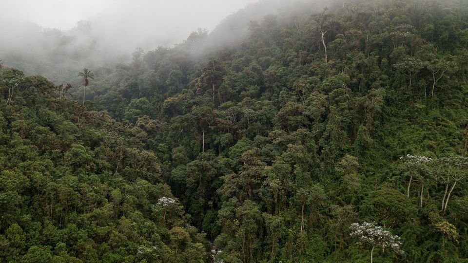Die Bergnebelwälder der Region Intag zählen zu den weltweit wichtigsten „Hot Spots“ der Artenvielfalt