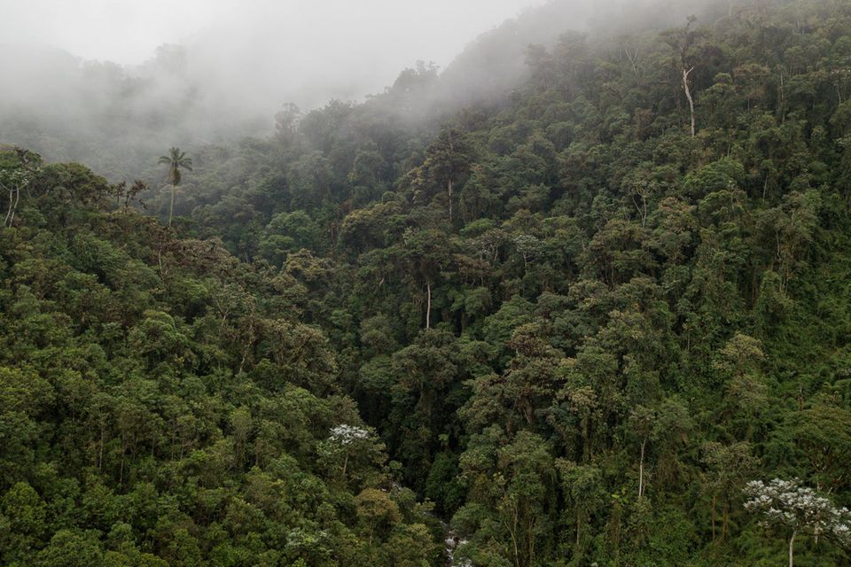 Die Bergnebelwälder der Region Intag zählen zu den weltweit wichtigsten „Hot Spots“ der Artenvielfalt