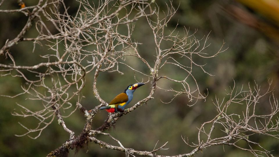 Der Leistenschnabeltukan ist ein typischer Bewohner der Bergregenwälder im Nordwesten Ecuadors. Im Geäst von Bäumen sucht er nach Früchten, Insekten und kleinen Wirbeltieren