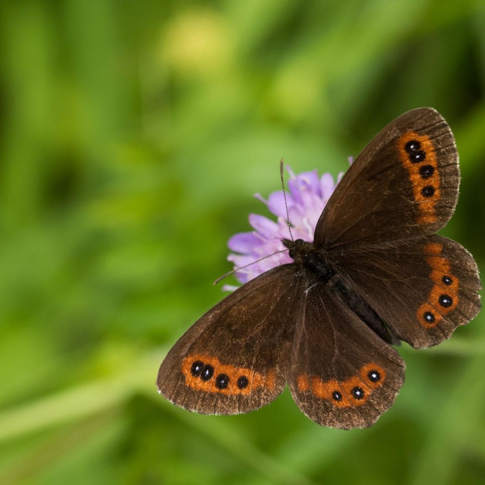Rassistische Tiernamen: Den Mohrenfaltern - hier Erebia ligea, der Weißbindige Mohrenfalter - ist es egal, ob sie in Bräunlinge umbenannt werden Den Mohrenfaltern - hier Erebia ligea, der Weißbindige Mohrenfalter - ist es egal, ob sie in Bräunlinge umbenannt werden