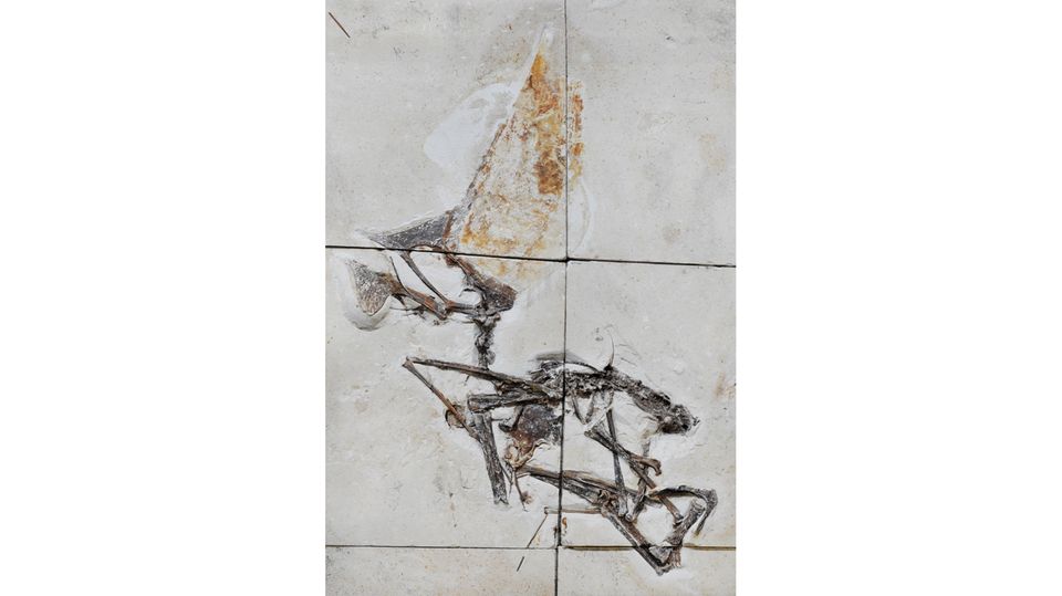Fossil eines Pterosauriers der Art Tupandactylus navigans Fossil eines Pterosauriers der Art Tupandactylus navigans