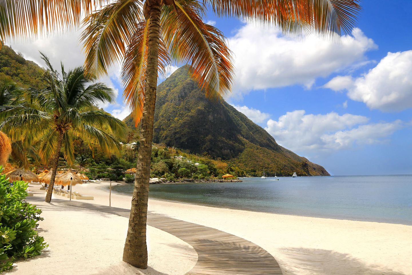 Auf St.Lucia steht eine Palme am weißen Sandstrand vor einem Berg