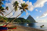 Auf St.Lucia steht eine Palme am weißen Sandstrand vor einem Berg