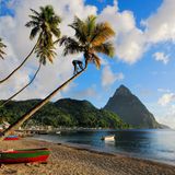 Auf St.Lucia steht eine Palme am Sandstrand vor einem Berg