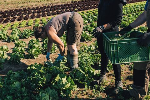 Ertragreich: Auch ohne chemische Pflanzenschutzmittel gedeiht der Kopfsalat