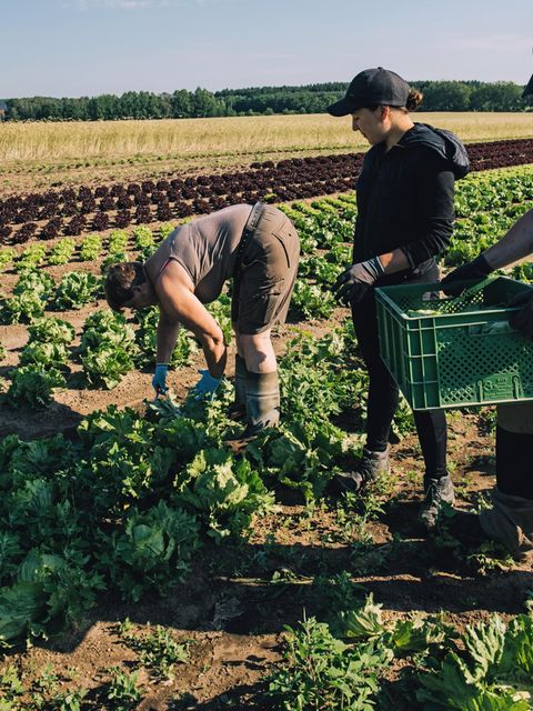 Ertragreich: Auch ohne chemische Pflanzenschutzmittel gedeiht der Kopfsalat