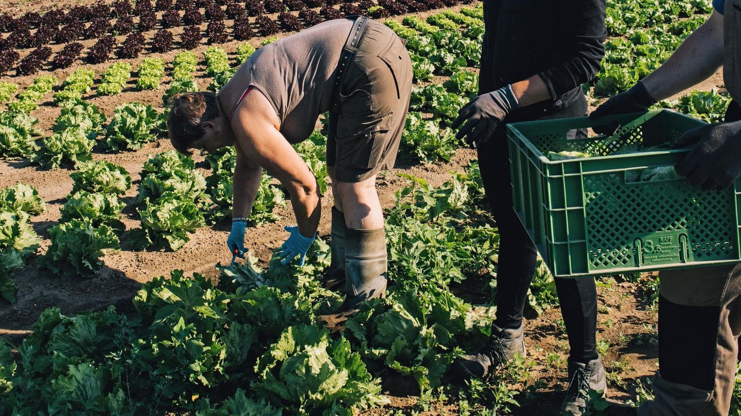 Ertragreich: Auch ohne chemische Pflanzenschutzmittel gedeiht der Kopfsalat