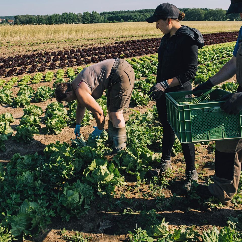 Ertragreich: Auch ohne chemische Pflanzenschutzmittel gedeiht der Kopfsalat