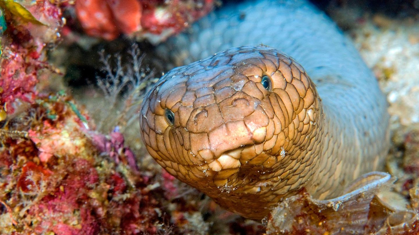 Olivgrüne Seeschlangen sind zwar sehr giftig – gelten aber als friedfertig
