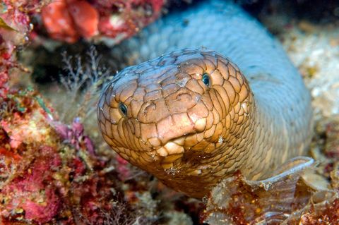 Olivgrüne Seeschlangen sind zwar sehr giftig – gelten aber als friedfertig