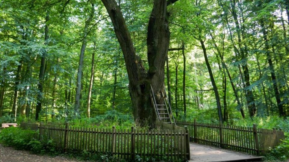 Wie im Märchen: Über die Bräutigamseiche berichteten sogar schon italienische und japanische Fernsehsender Über die Bräutigamseiche berichteten sogar schon italienische und japanische Fernsehsender