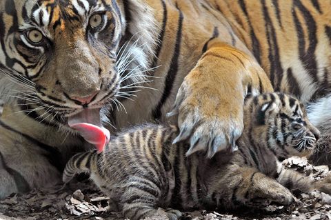 Sumatra-Tigerin "Malea" zeigt im Zoo von Frankfurt am Main ihren Nachwuchs