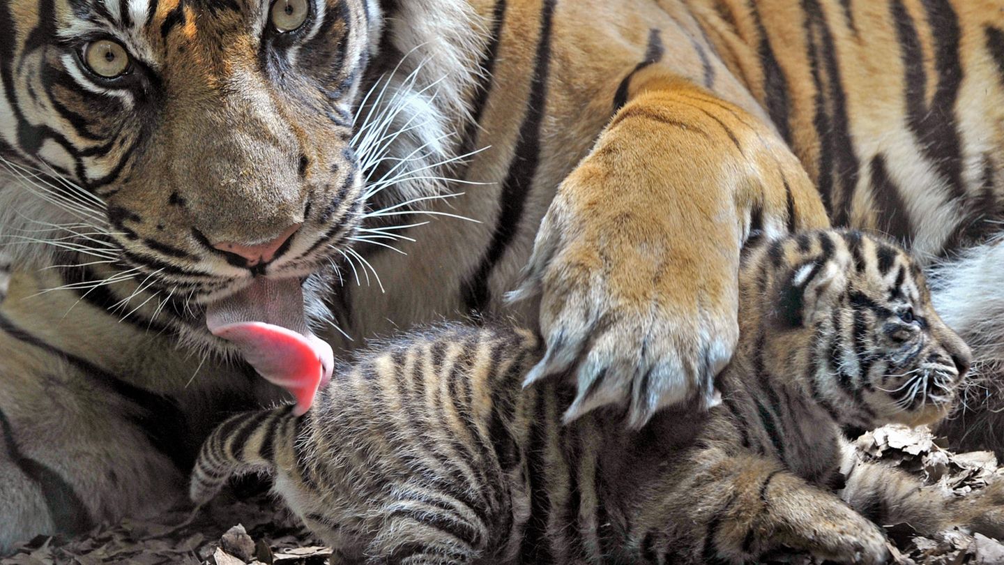 Sumatra-Tigerin "Malea" zeigt im Zoo von Frankfurt am Main ihren Nachwuchs