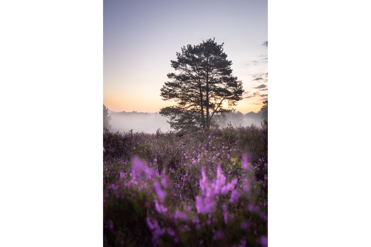 30 08 2021 Wenn Das Heidekraut Von August Bis September Bluht Ist Es In Der Heide Am Schonste Geo