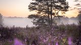 30.08.2021      "Wenn das Heidekraut von August bis September blüht, ist es in der Heide am schönsten. Kurz vor dem Sonnenaufgang an einem nebligen Morgen entstand dieses farbenfrohe Bild."      Kamera: Canon 6D, Canon EF 24-70 f/4  Mehr Fotos von Taisia