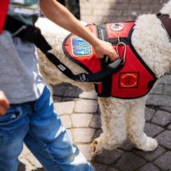 Über eine Koppelleine sind Galin und Charlie miteinander verbunden. Charlie kann Galin, der manchmal Probleme beim Gehen hat, auch stützen.