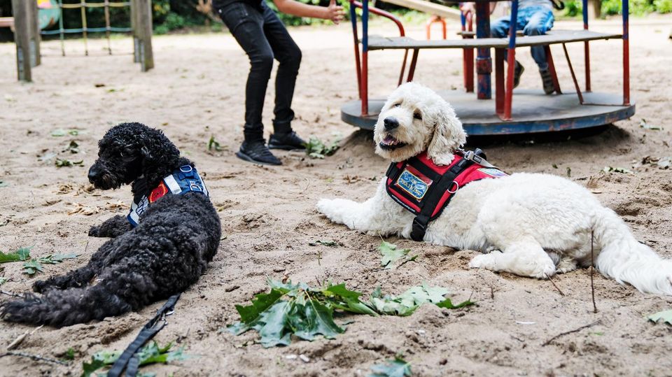 Gut behütet: Nurik und Galin spielen am Karussell. Ihre Assistenzhunde dürfen auch dorthin, wo Hunde sonst verboten sind, auf Spielplätze etwa