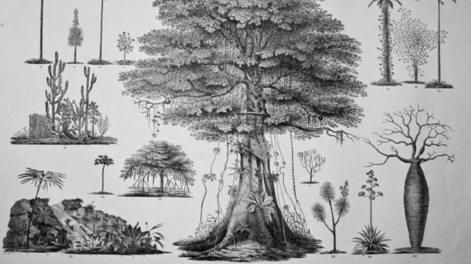 Quelle: Spix & Martius 1824 (Vol.3, Reiseatlas), S. 75