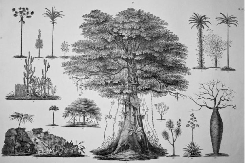 Quelle: Spix & Martius 1824 (Vol.3, Reiseatlas), S. 75 Quelle: Spix & Martius 1824 (Vol.3, Reiseatlas), S. 75